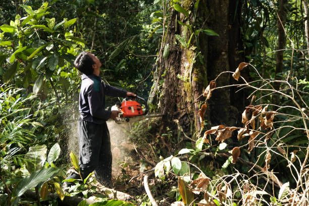 Professional Tree Care Services in Pooler, GA